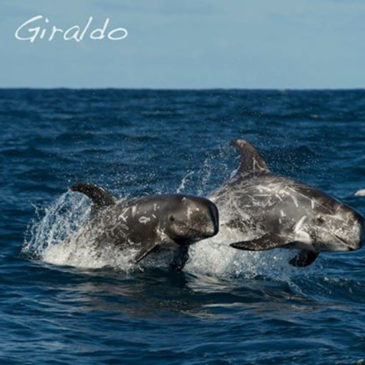 WHALE AND DOLPHIN WATCHING, AND THE MARINE LIFE OF LANZAROTE